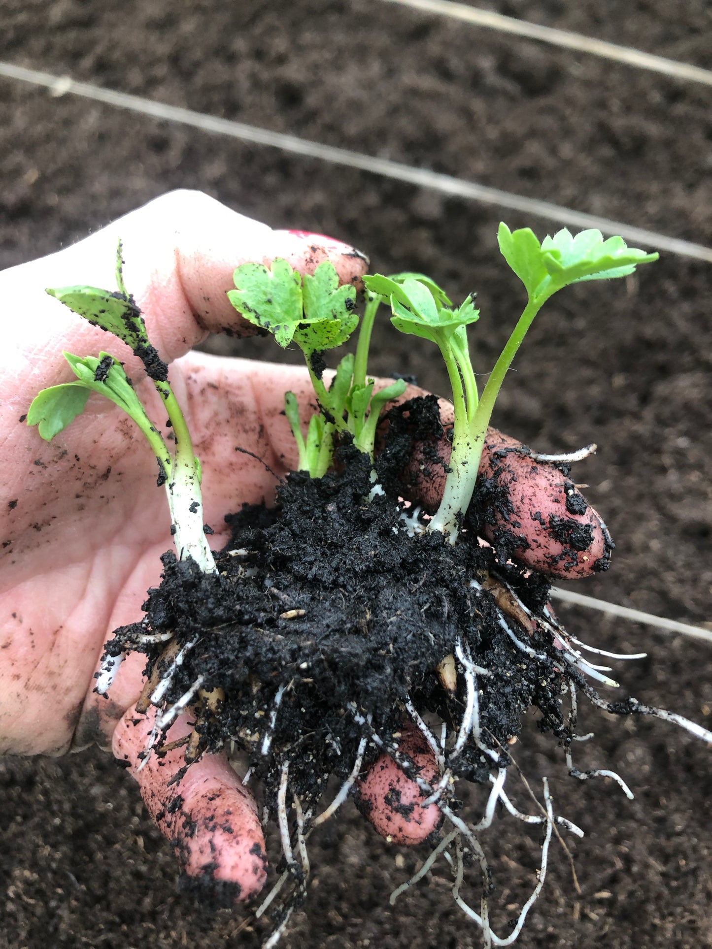 Cormes PREGERMES de renoncules Amandine Pastel