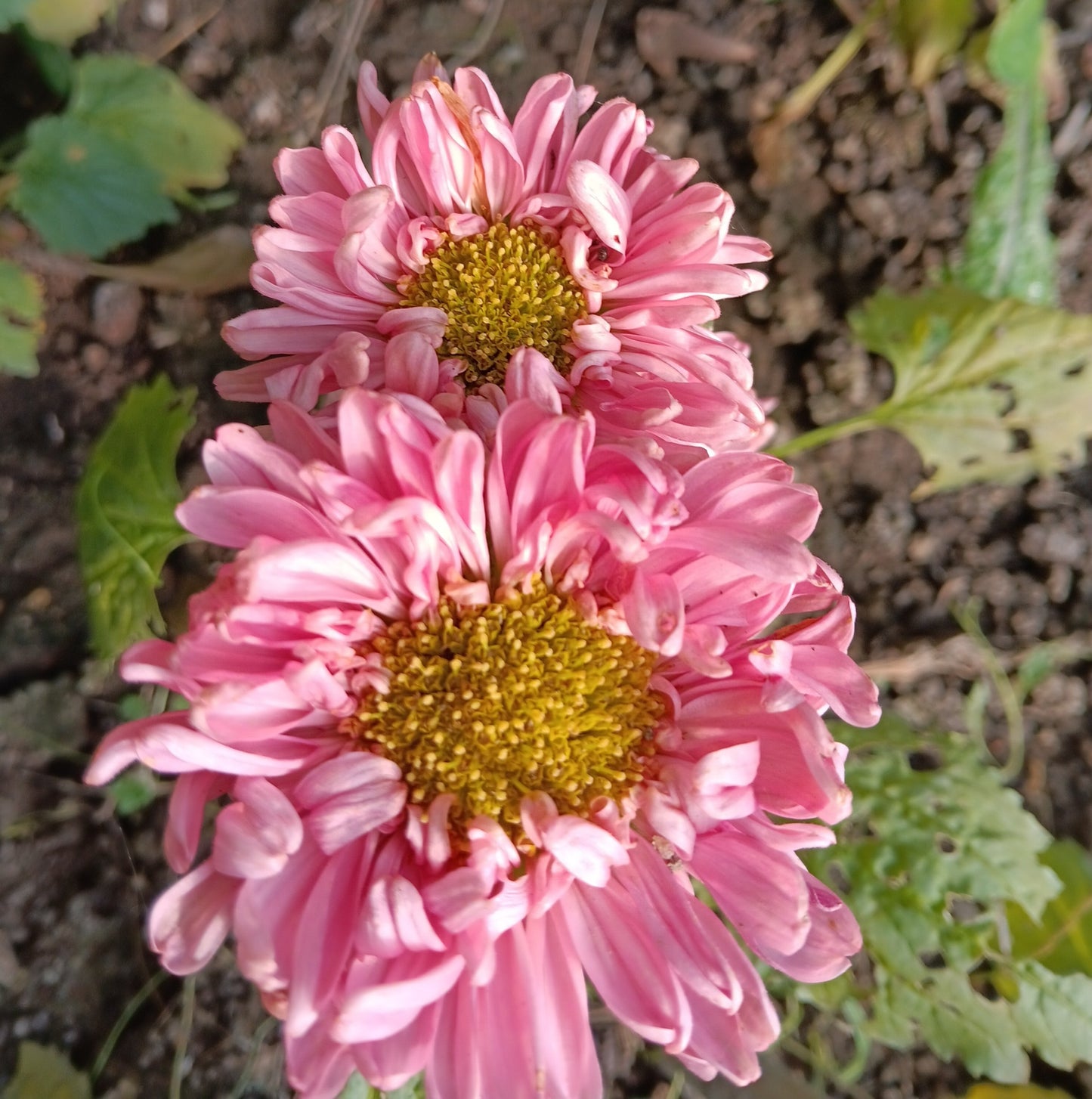 Reine Marguerite Matador (mix)