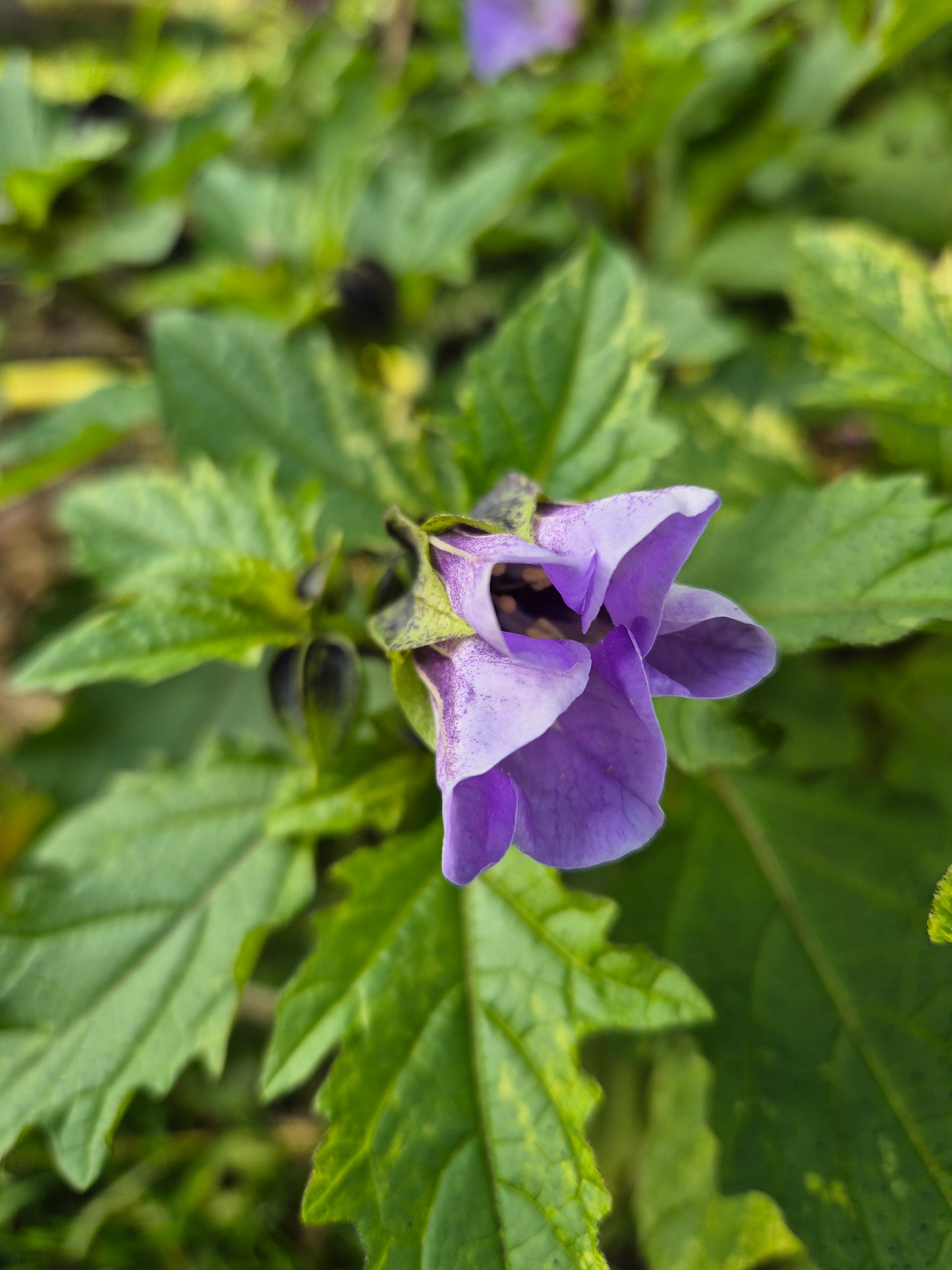 Pomme du Pérou (Nicandra Physalodes Lilas bleu)