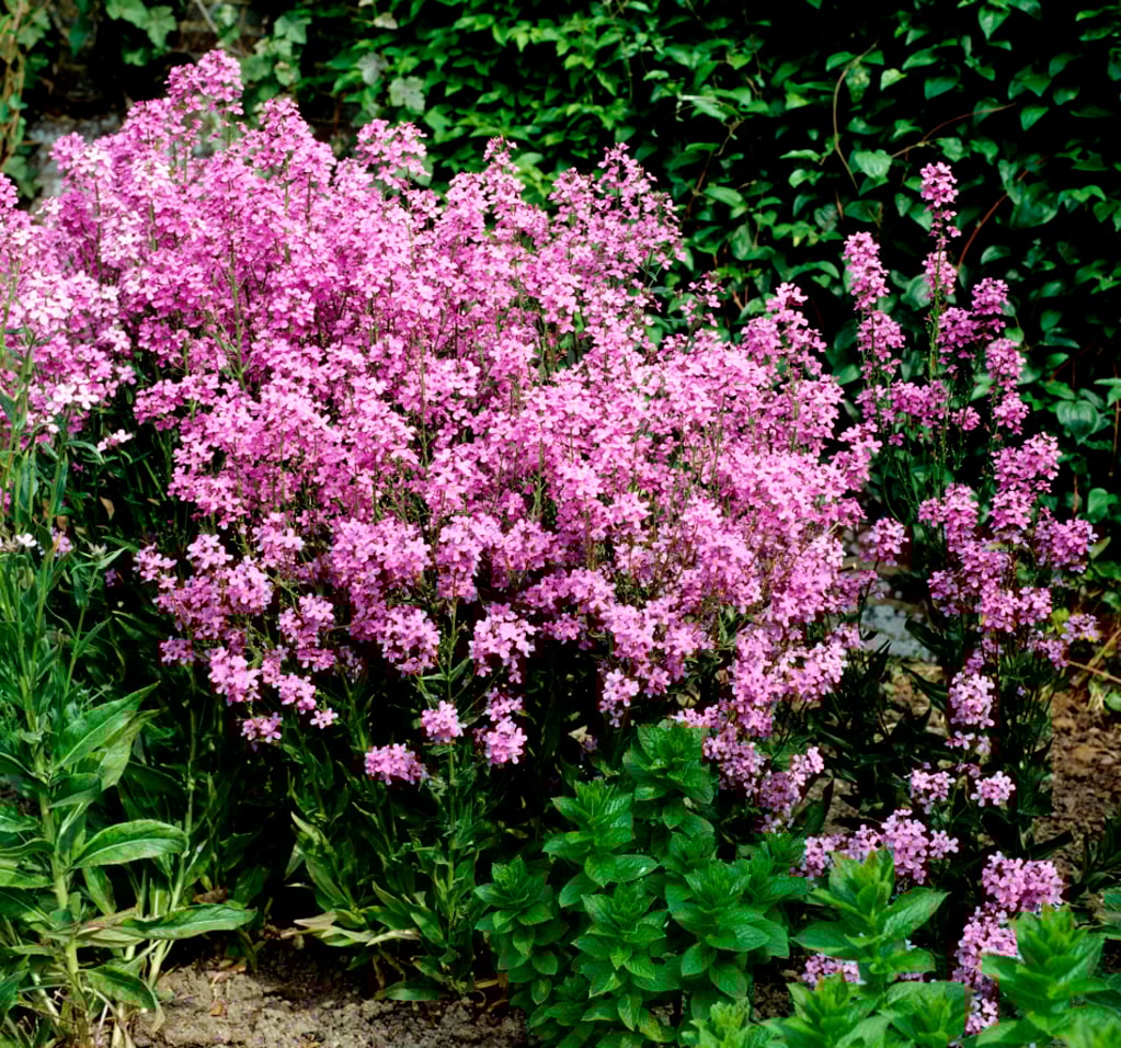 Julienne des Dames Mix (Blanc & Violet)