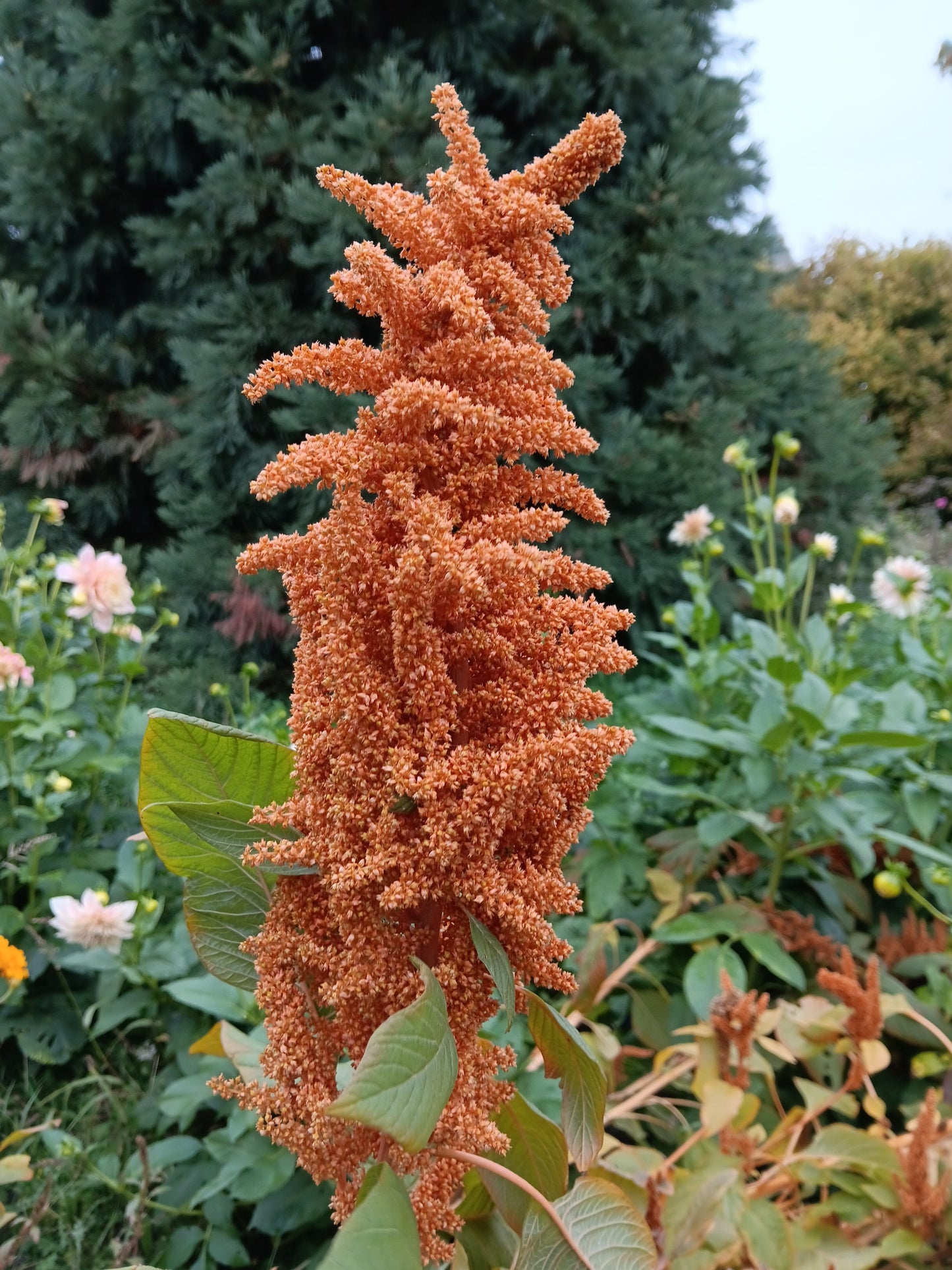 Amaranthe Hot Biscuits