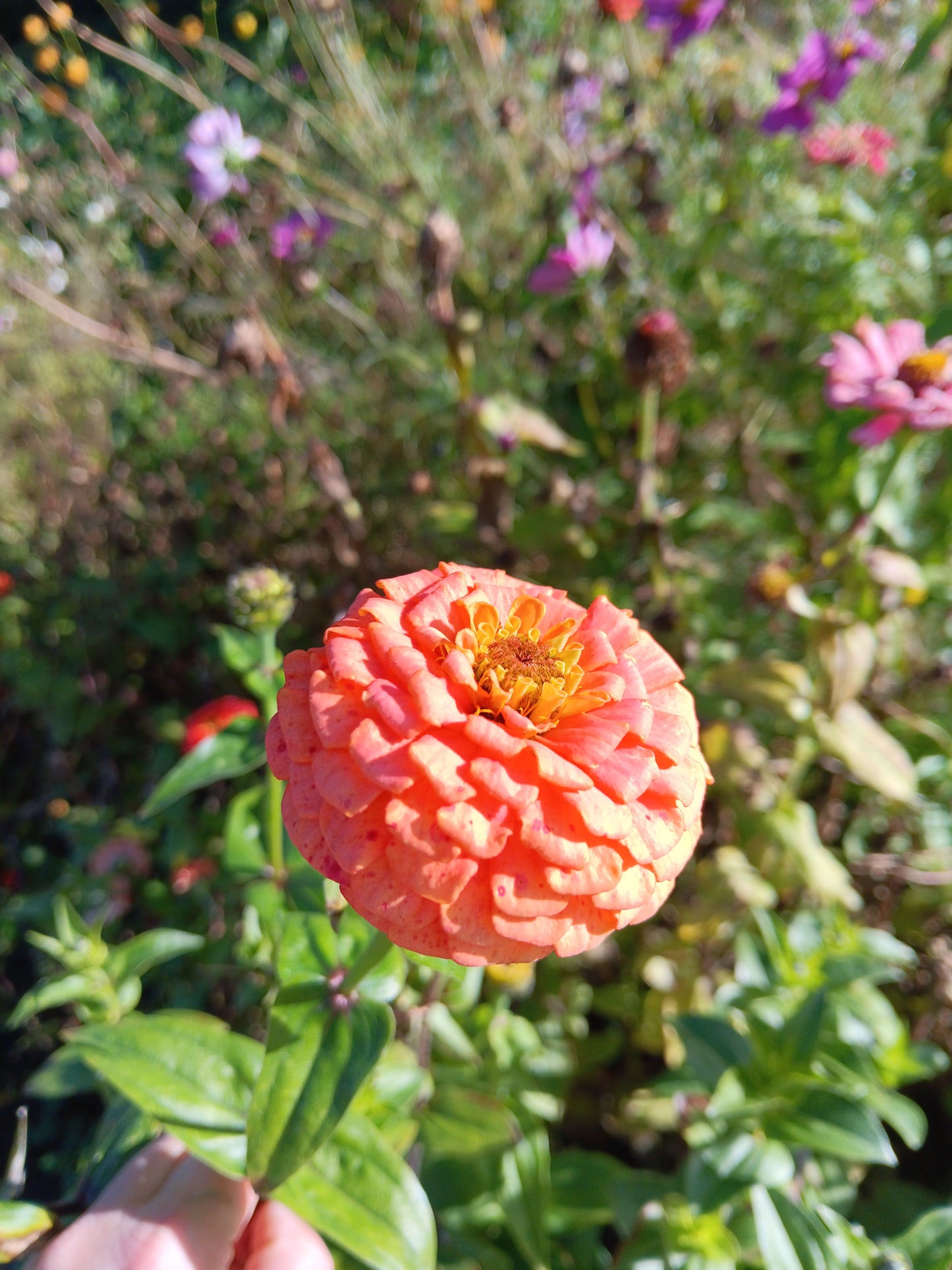 Zinnia Oklahoma Salmon