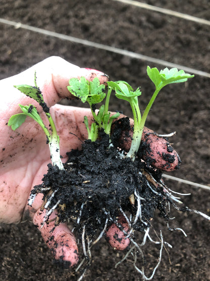 Cormes PREGERMES de renoncules Amandine Marshmallow