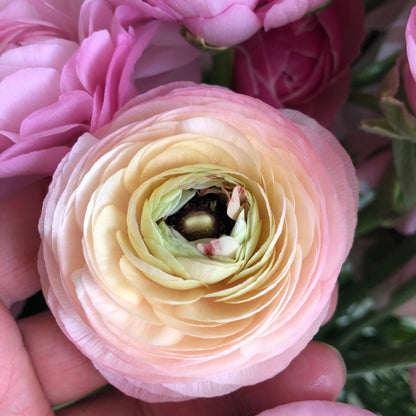 Cormes PREGERMES de renoncules Amandine Marshmallow