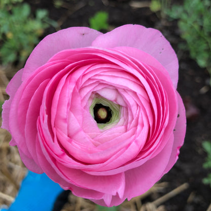 Cormes PREGERMES de renoncules Amandine Pastel
