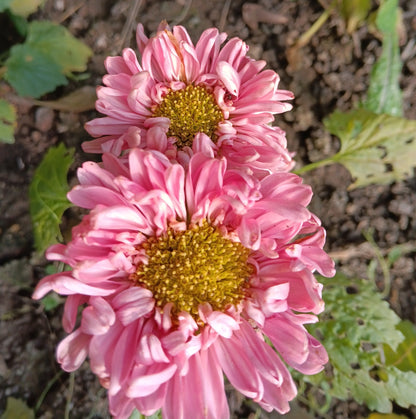 Reine Marguerite Matador (mix)