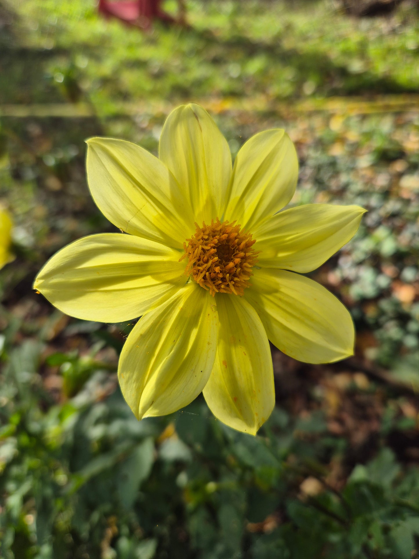 Dahlia Bishop of York