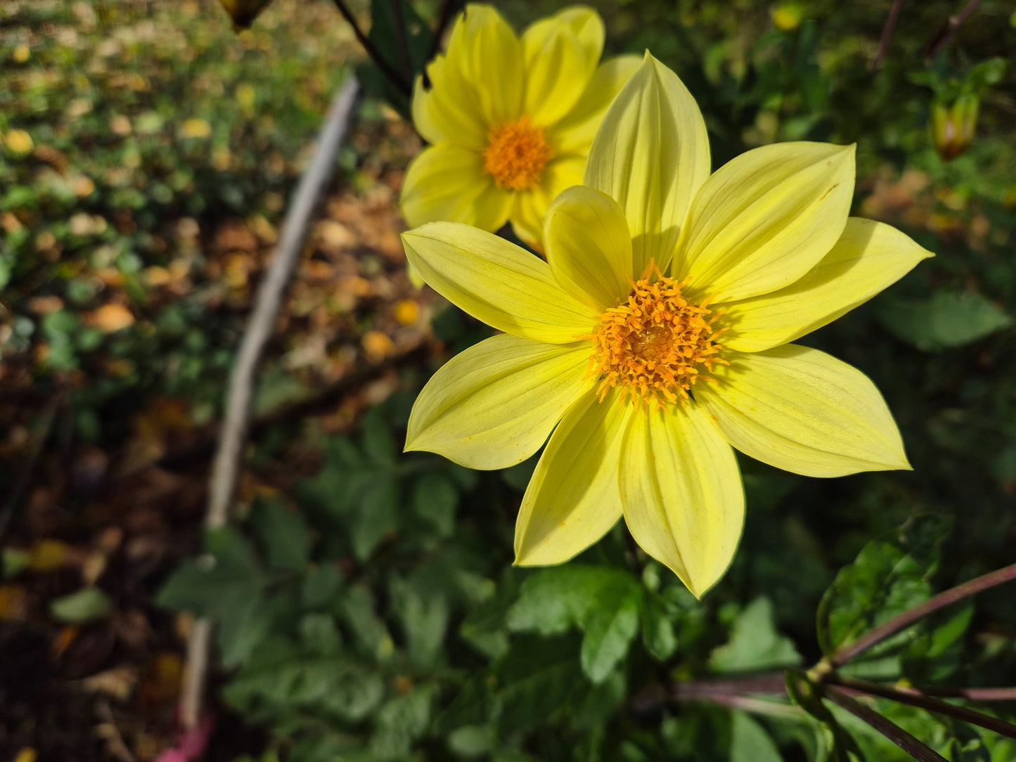 Dahlia Bishop of York