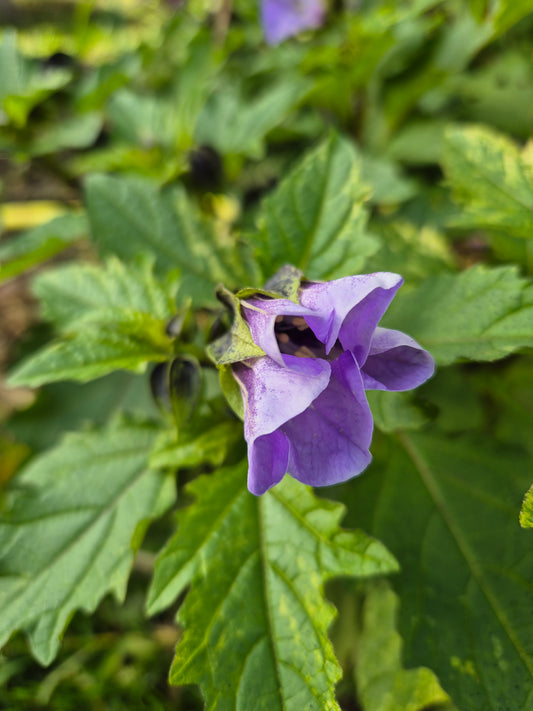 Pomme du Pérou (Nicandra Physalodes Lilas bleu)