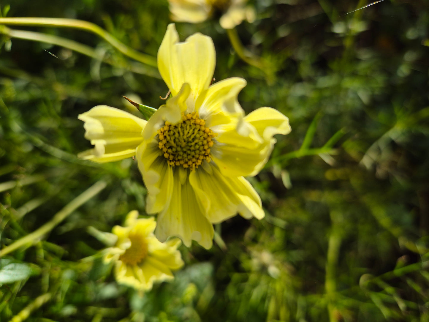 Cosmos Xanthos