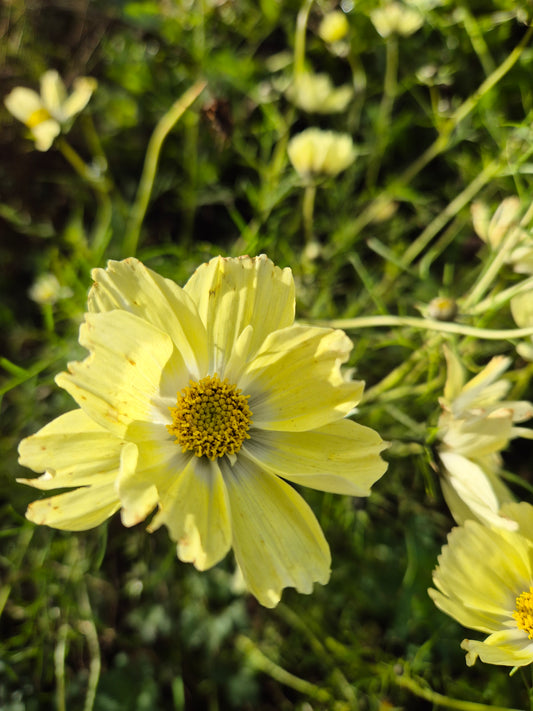 Cosmos Xanthos