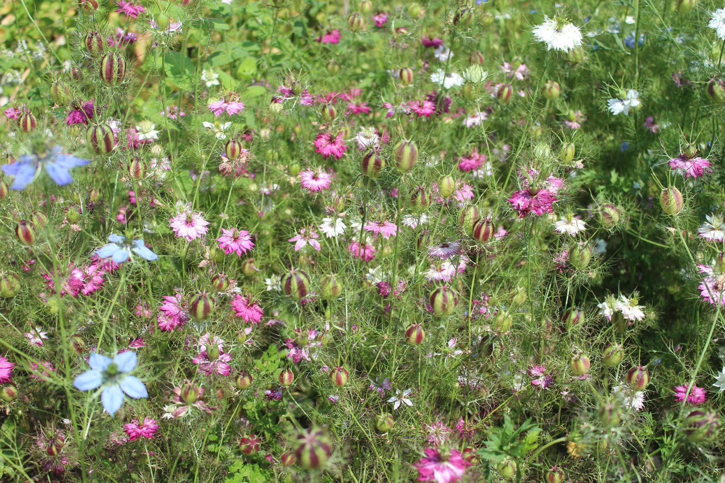 Nigelle Miss Jeckyll mix