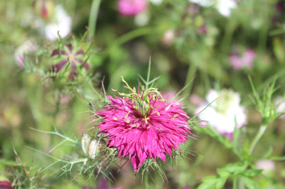 Nigelle Miss Jeckyll mix