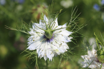 Nigelle Miss Jeckyll mix