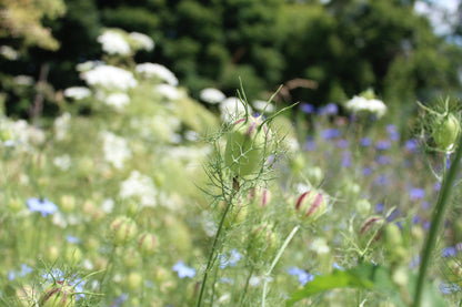 Nigelle Miss Jeckyll mix