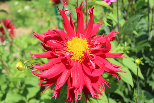 Dahlia Cactus rouge intense
