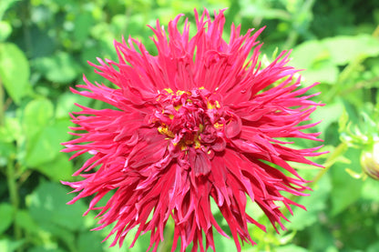 Dahlia Cactus rouge intense