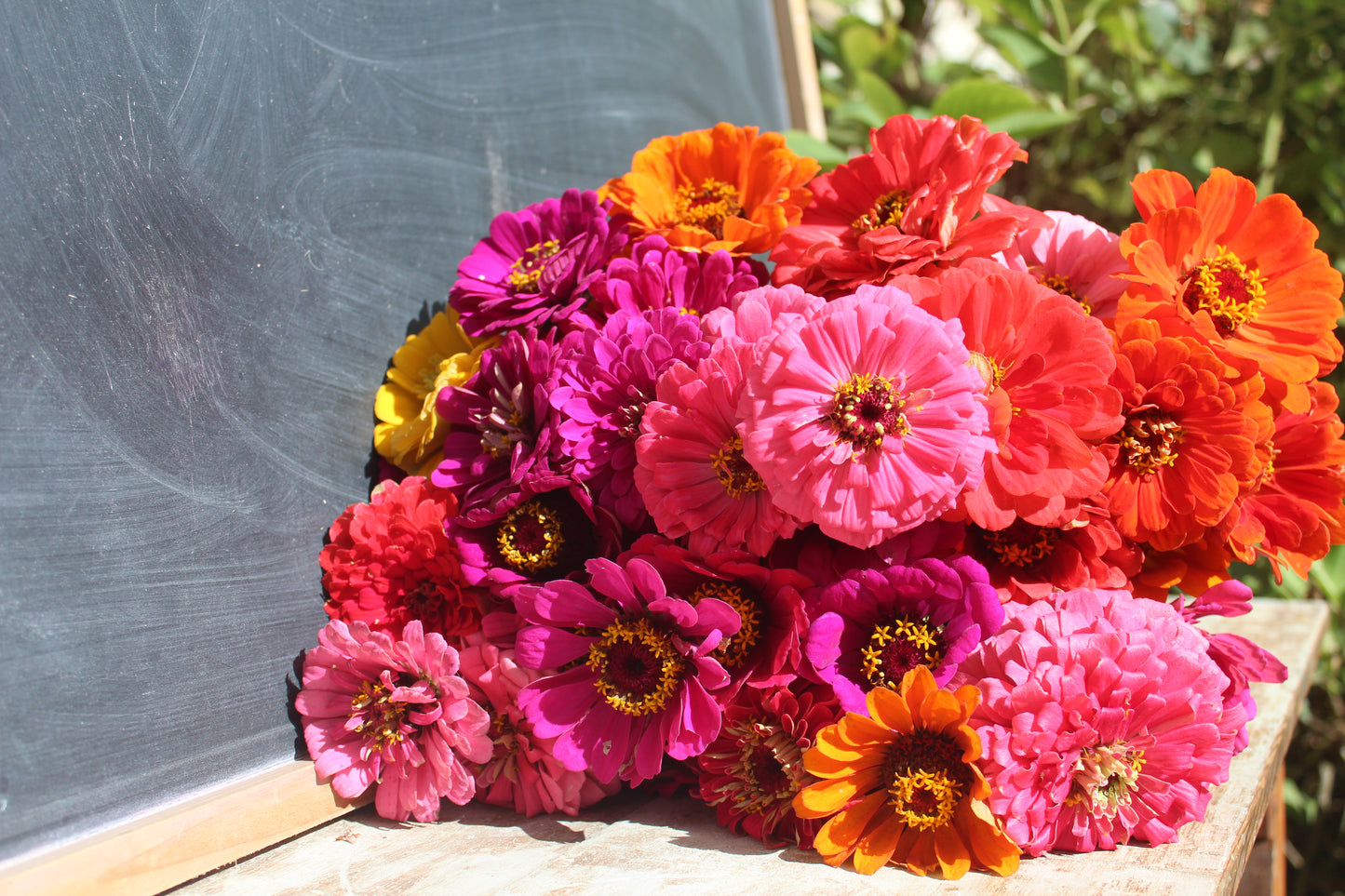 Zinnia Super Yoga Mix