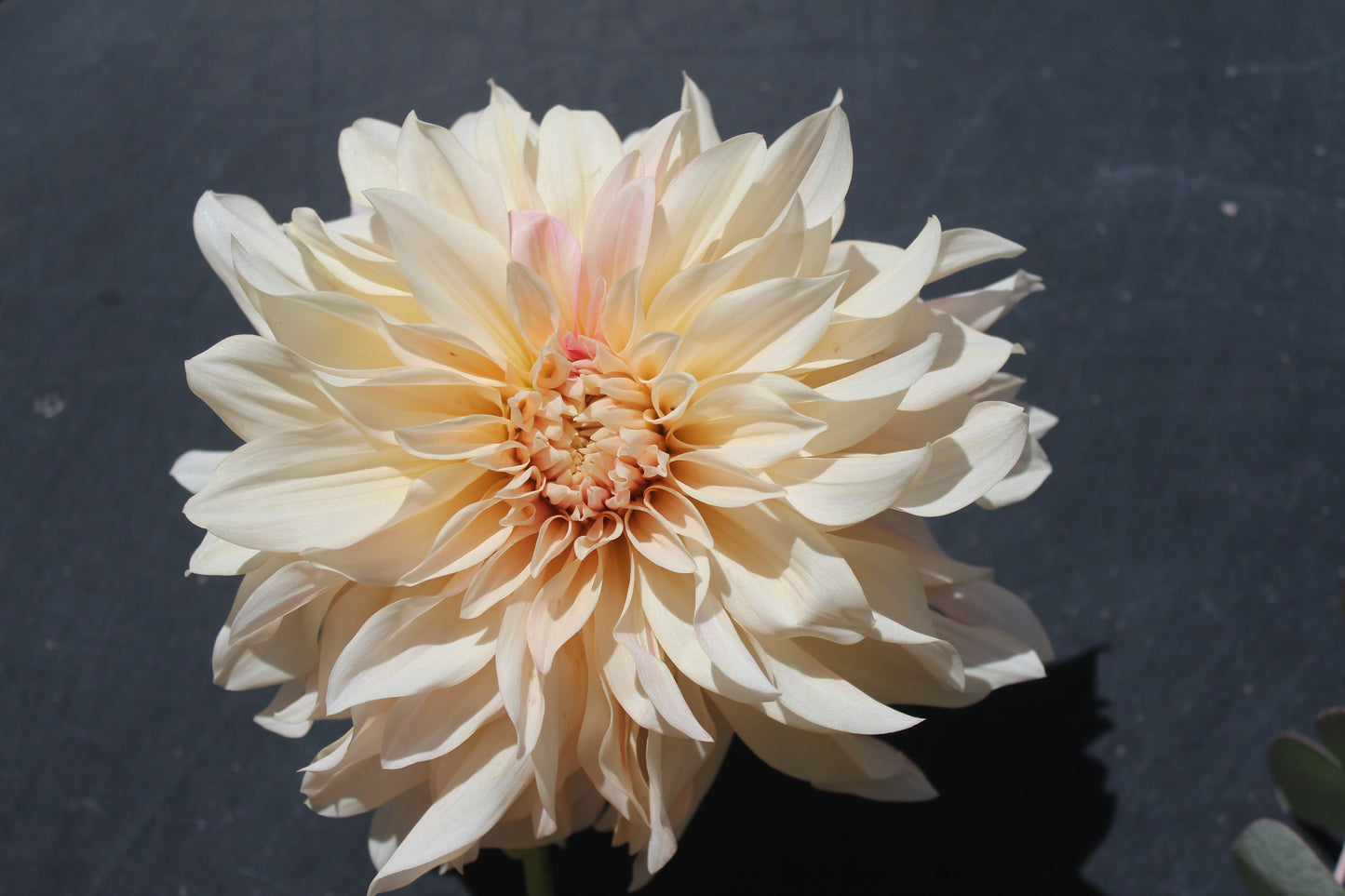 Dahlia Café au lait