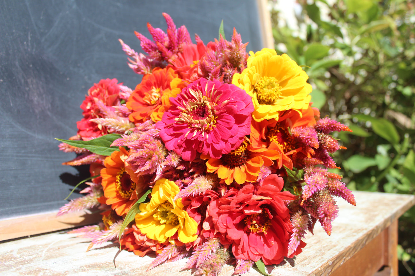 Zinnia Super Yoga Mix