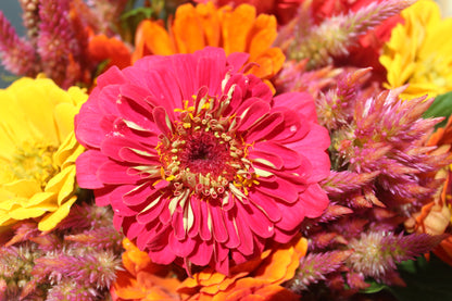 Zinnia Super Yoga Mix