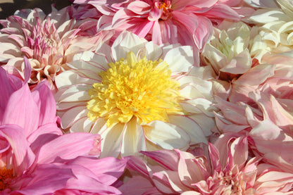 Atelier 'j'apprends à diviser mes tubercules de dahlias'