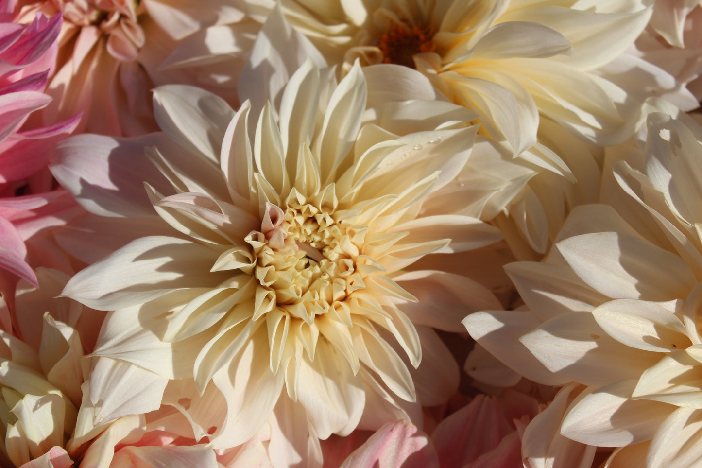 Dahlia Café au lait