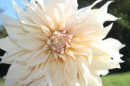 Dahlia Café au lait