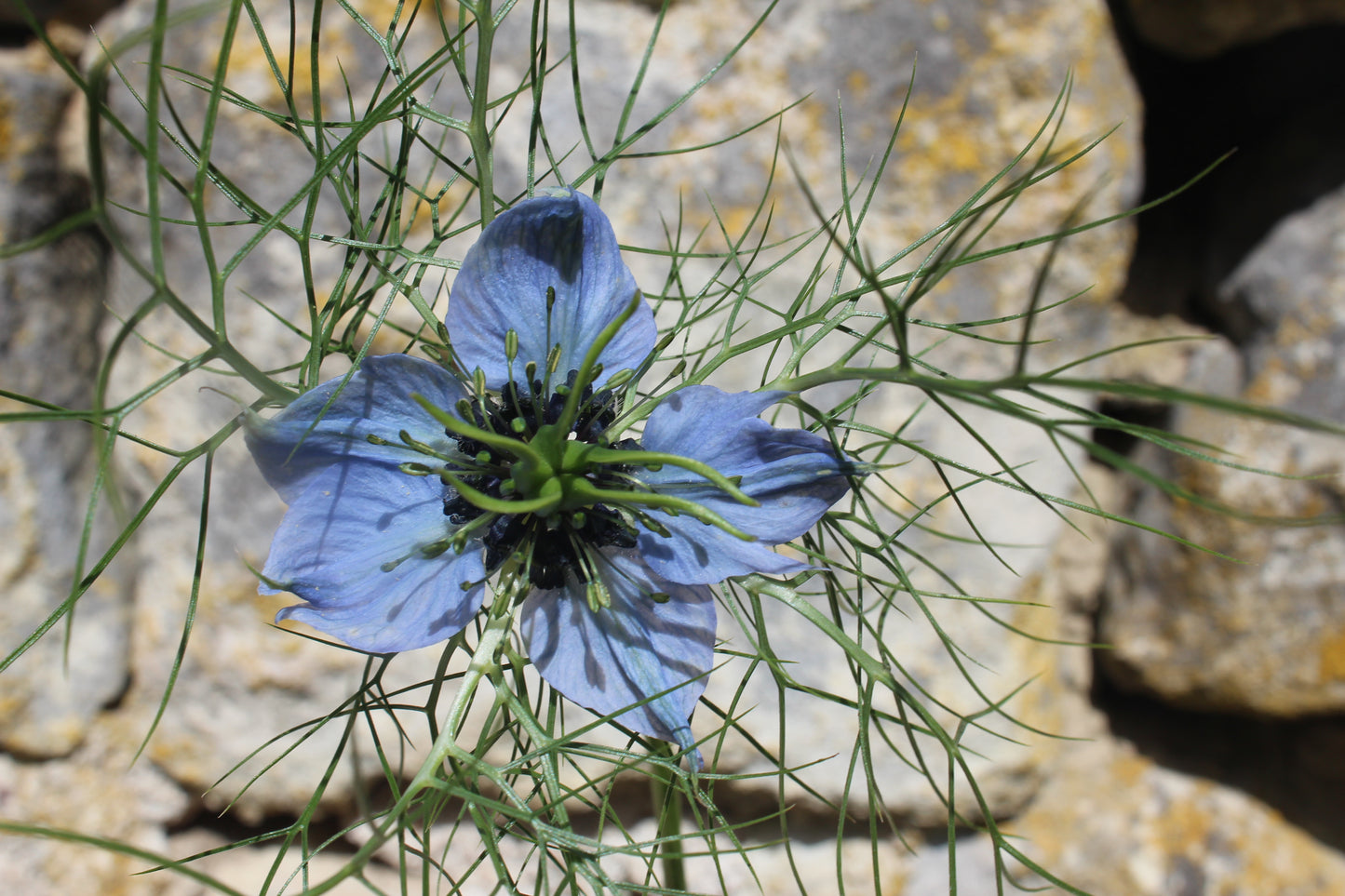 Nigelle Miss Jeckyll mix