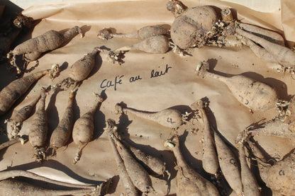 Atelier 'j'apprends à diviser mes tubercules de dahlias'