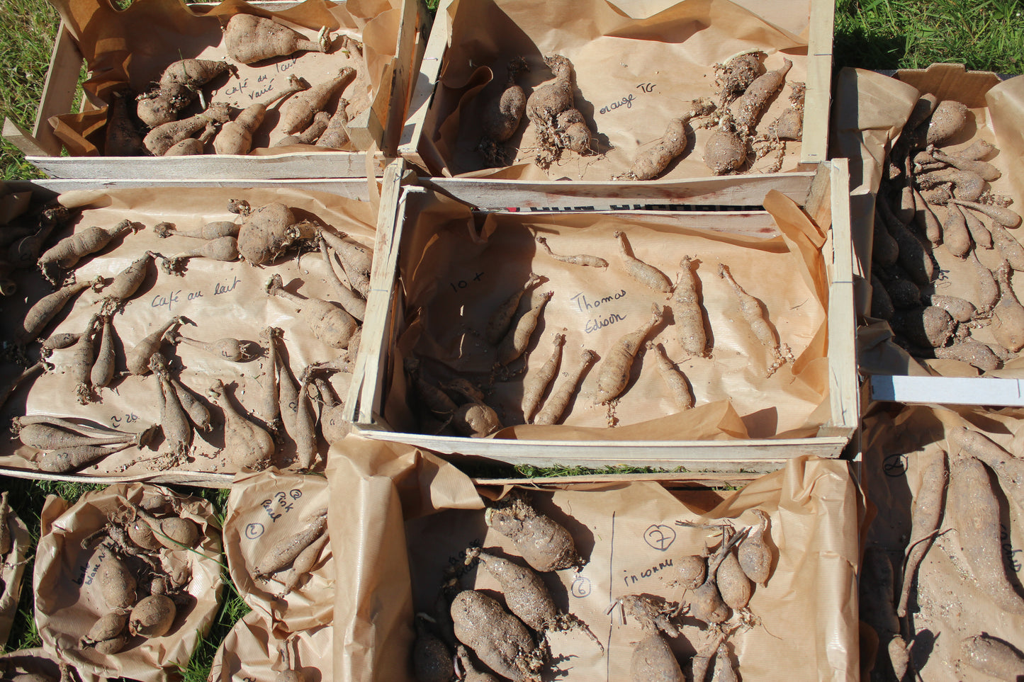 Atelier 'j'apprends à diviser mes tubercules de dahlias'