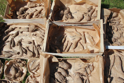 Atelier 'j'apprends à diviser mes tubercules de dahlias'