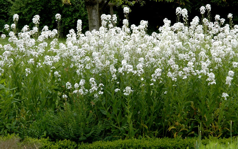 Julienne des Dames (Blanc)