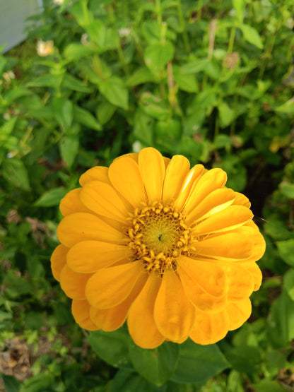 Zinnia Super Yoga Mix