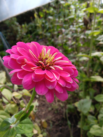 Zinnia Super Yoga Mix