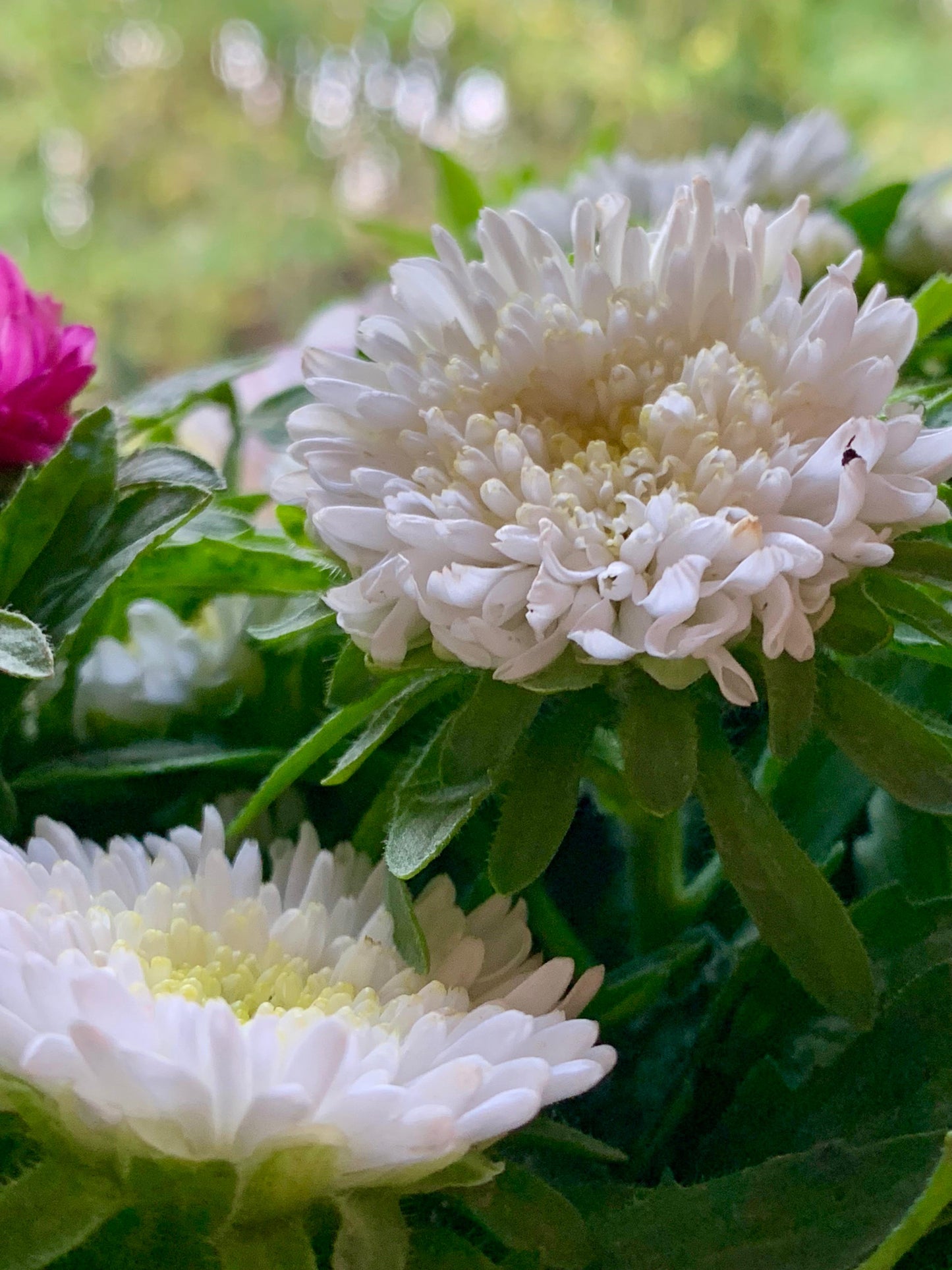 Reine Marguerite Matador (mix)