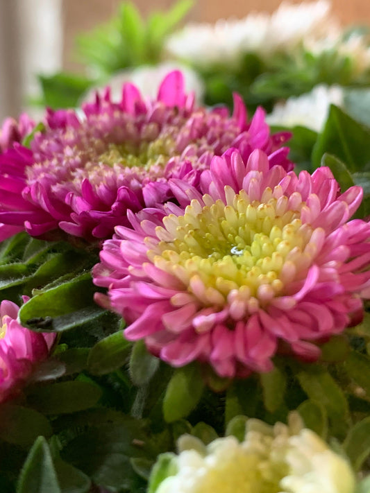 Reine Marguerite Matador (mix)