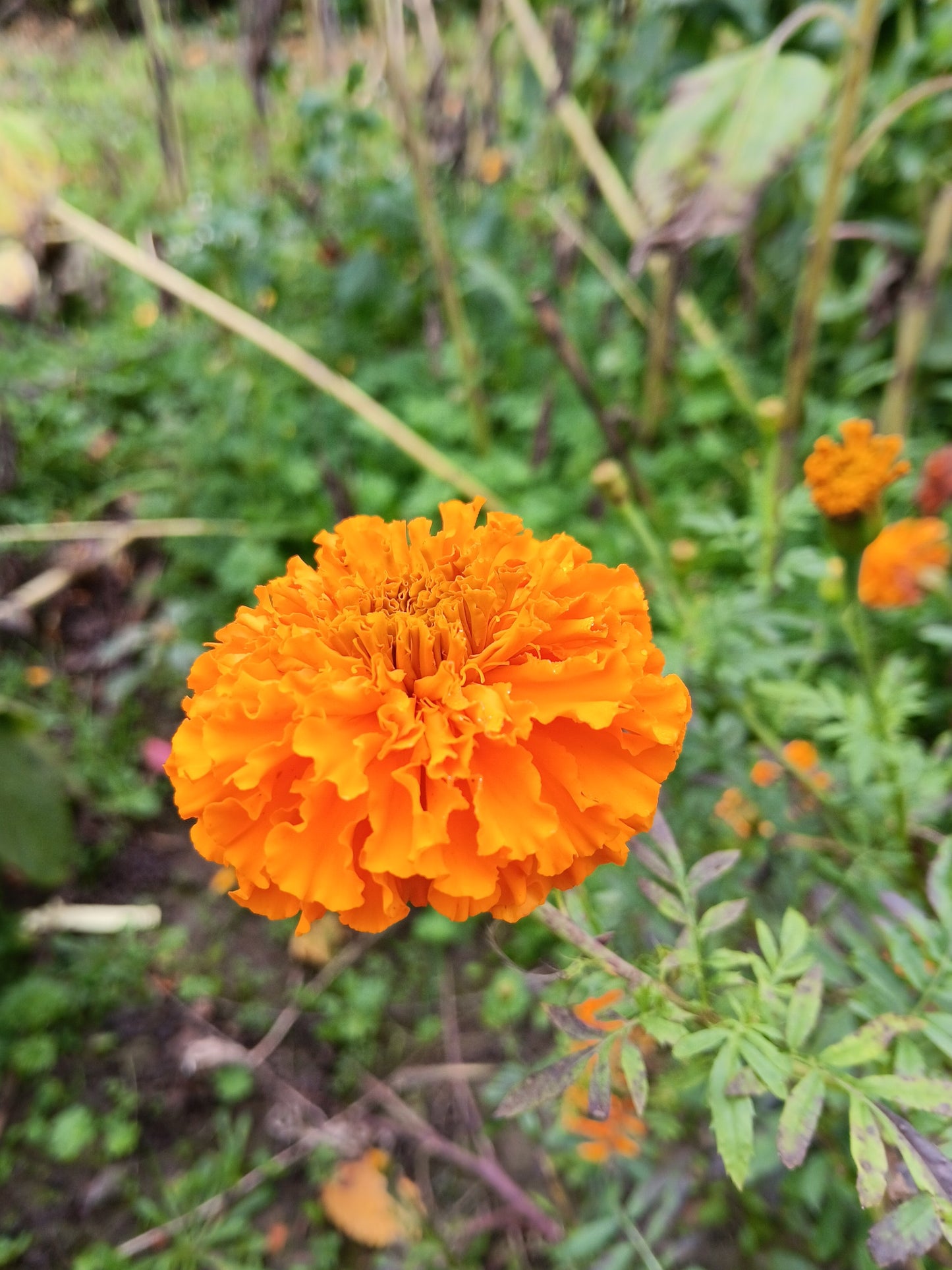 Rose d'inde supergéante mix