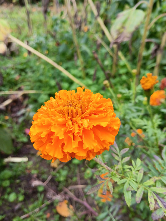 Rose d'inde supergéante mix