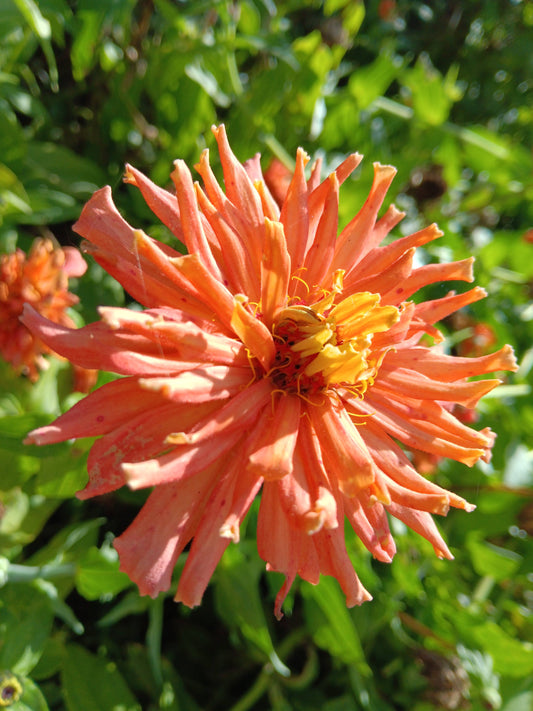 Zinnia Senora