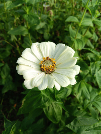Zinnia Super Yoga Mix