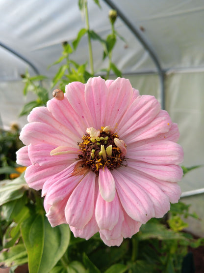 Zinnia Super Yoga Mix